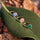 Colored Petit Joli rings on green leaves