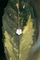 Colored Petit Joli necklace on green leaves